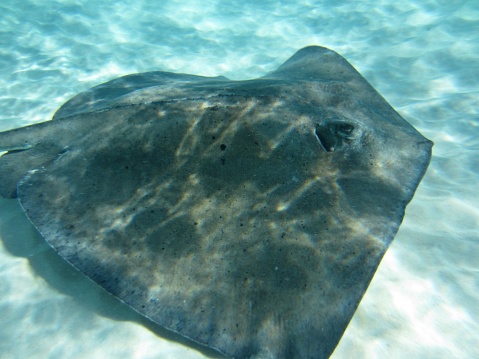 This picture shows a stingray swimming underwater. The water appears clear and turquoise, indicating that this might be in a shallow and clean environment, possibly near a beach or in a cove. The stingray has a diamond-shaped body with its distinctive wing-like fins and a long, whip-like tail which is not fully visible in the frame. Its eyes and spiracles can be seen on the top of its head, and its mouth is likely located underneath, not visible from this angle. The patterns on its back look like irregular dark spots and lines, providing a form of camouflage against the sandy ocean floor. The sunlight seems to filter through the water, creating a pattern of light and shadows on the creature's back.