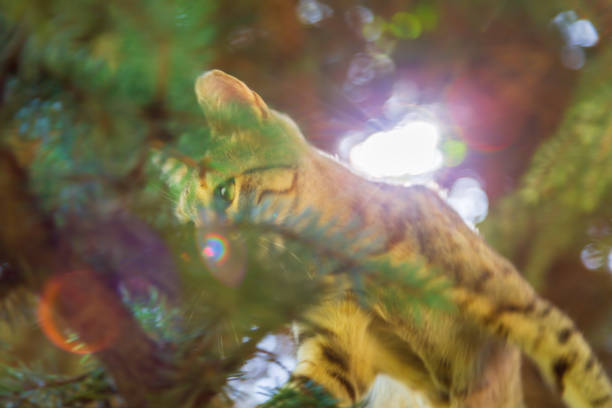 A slightly blurred tabby cat while hunting among the branches of an evergreen spruce tree. Natural habitat and daylight behavior of animals.