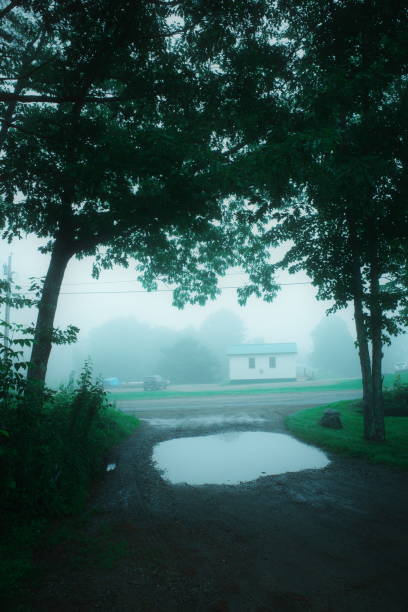 A view between trees on a foggy east coast day.