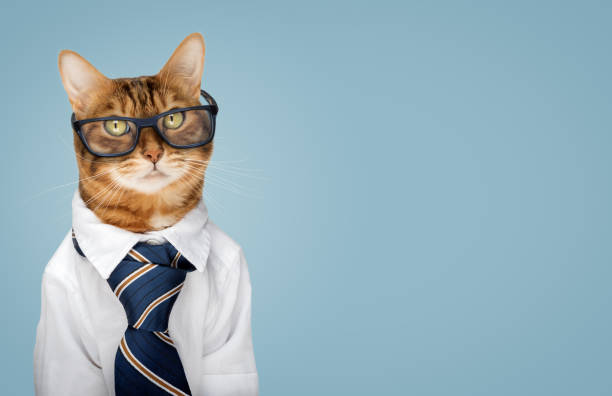 istock Bengal cat wearing glasses, white shirt and tie on a blue background 1997900517