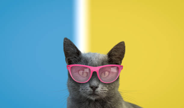 istock Cool cat in pink glasses on a blue and yellow background. 1997900518