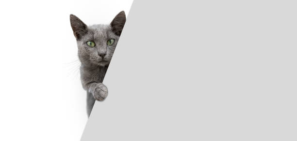 istock Gray cat looking from behind a blank gray banner 1997900536