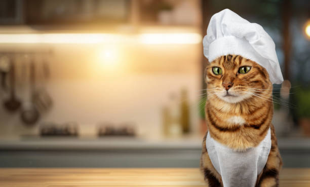 istock Funny cat - a cook in a white cap and apron 1997906922