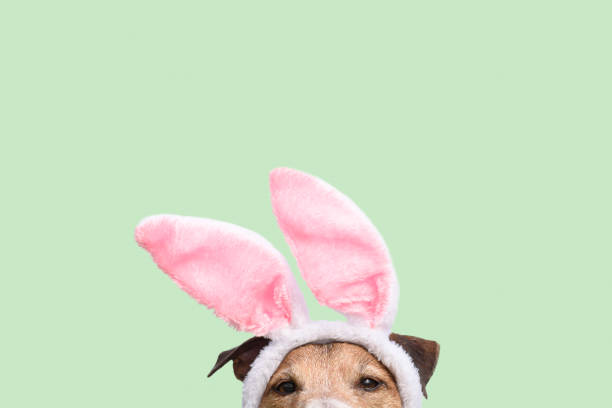 Easter background with dog wearing bunny ears costume