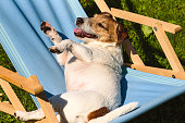 Hello dog days of summer. Funny dog chills and sunbathes in desk chair on hot summer day
