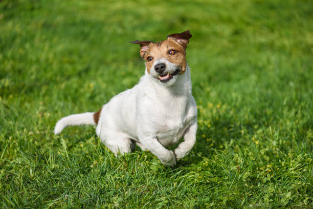 istock Funny happy dog playing and running outside on fresh spring grass lawn 1997911744