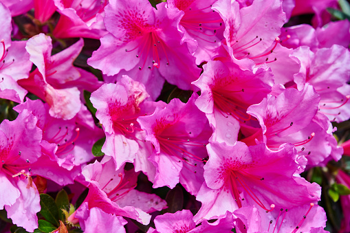 Flowering rhododendron.