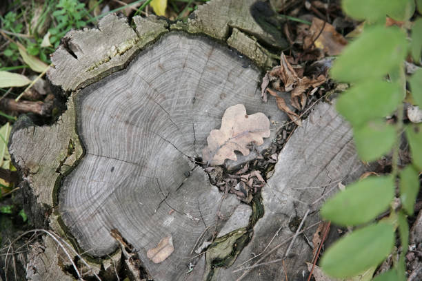 Withered oak leaf on a cut oak stump in the forest