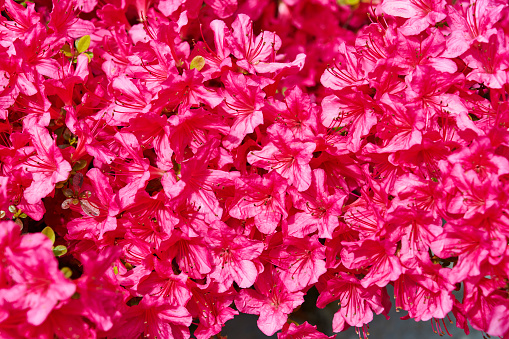 Vertical extreme closeup photo of green leaves and vibrant pink buds and flowers growing in an Azalea shrub in a garden after a Spring shower of rain.