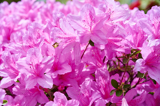 Bush with pink flowers Rhododendron growing in spring garden