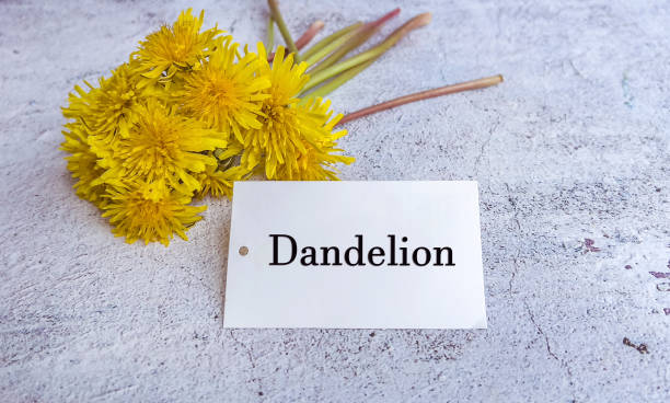 istock Dandelion plant capsules 1997966289