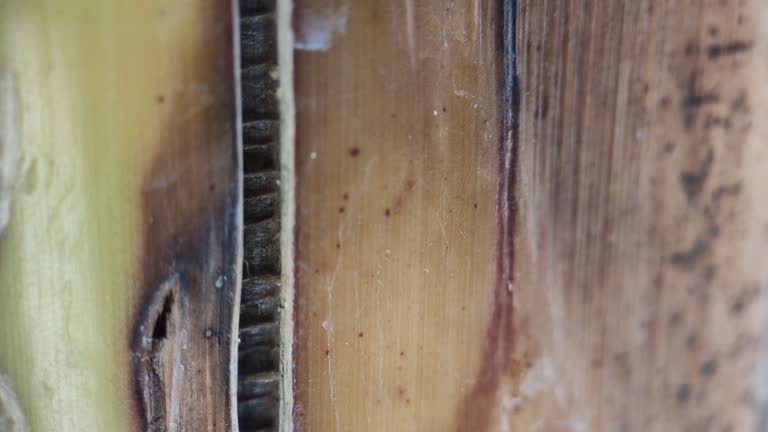 surface of the banana tree trunk fiber