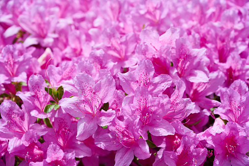 Macro closeup of many pink rhododendron flowers showing closeup of texture with green leaves in garden park