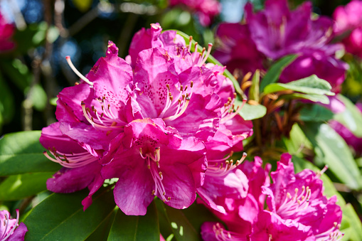 Bush with pink flowers Rhododendron growing in spring garden