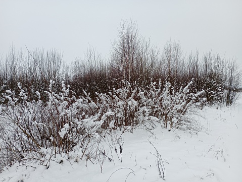 A bush in the middle of a field with bushes and dry grass in winter. Winter landscape with snow and dry grass and bushes.