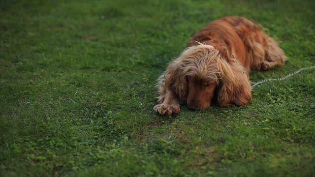 cute dog lying in the grass