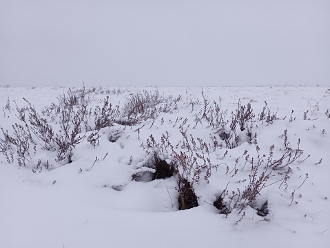A bush of grass covered with snow. Snow drift in the fields. Winter landscape in cloudy cold weather.
