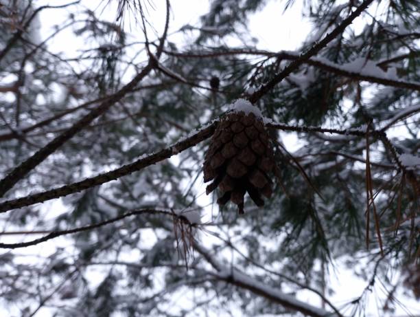 uma pinha em um galho de árvore mal é esmagada pela neve. - january pine cone february snow - fotografias e filmes do acervo