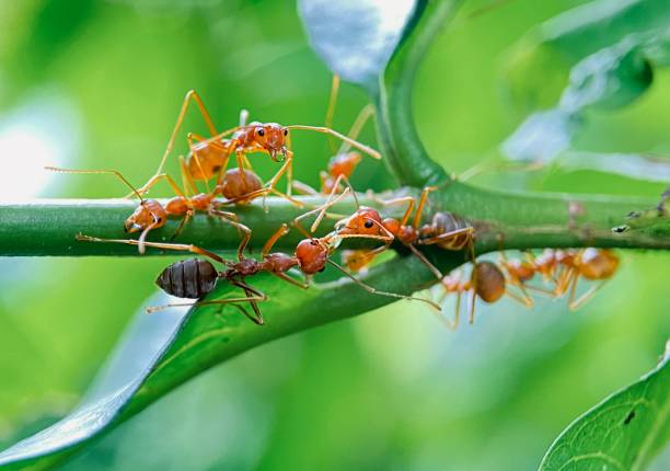 istock Macro of red ants on a tree branch 1997991786