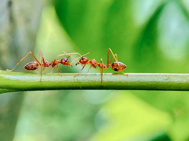 Macro of red ants on a tree branch