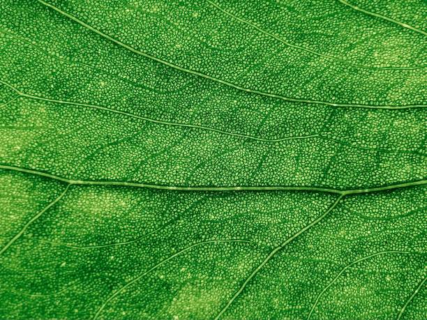 Macro texture of green leaves