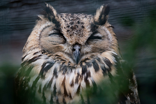 The Indian Eagle-Owl (Bubo bengalensis), also widely known as the Bengal Eagle-Owl or Rock Eagle-Owl.