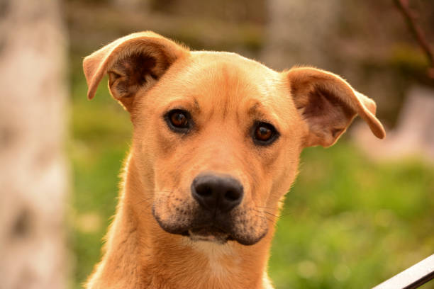 istock dog looking straight ahead, light brown 1997994432