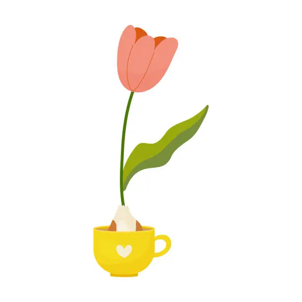 Vector illustration of Tulipan grown from bulb in mug, house flower, spring, vector illustration
