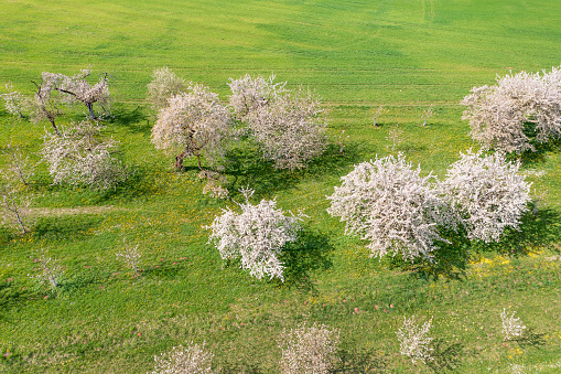Aerial view of blooming cherry trees in Upper Franconia/Germany