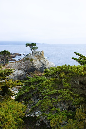 The picture shows a scenic view of a rugged coastline. A prominent feature is a solitary tree standing on a rocky outcrop, defying the elements. The tree appears to be a cypress or pine, characteristic of coastal regions. The surrounding vegetation is dense and green, indicative of a healthy, natural environment. Below the rocky cliffs, the calm ocean extends to the horizon, meeting an overcast sky. The scene conveys a sense of solitude and the enduring beauty of nature.