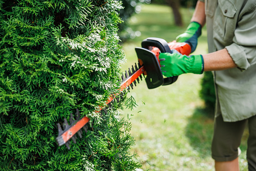Gardener is using cordless hedge trimmer to trim overgrown thuja shrub in garden. Regular trimming of bushes at backyard