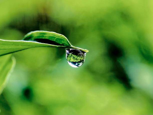 istock Macro of water droplets on leaves 1998008221