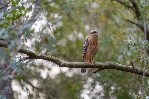 The red-shouldered hawk bird perching on a tree branch looking for prey to hunt in summer forest.