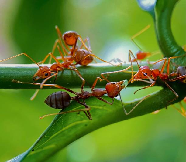 istock Macro of red ants on a tree branch 1998010359