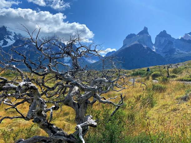 istock Trees burned in fires in Chilean Patagonia, Parque Nacional Torres del Paine 1998015607