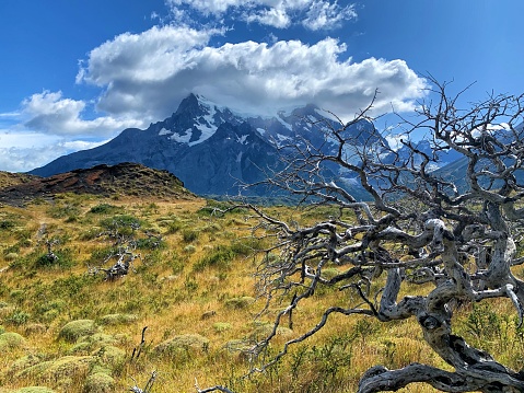 Trees burned in fires in Chilean Patagonia, Parque Nacional Torres del Paine.