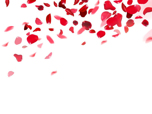 istock Red rose petals falling in the air on white romantic vector card. Heart wedding celebration design. Love backdrop 1998018892