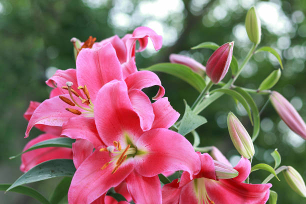 istock Pink Stargazer Lily flower. 1998021000