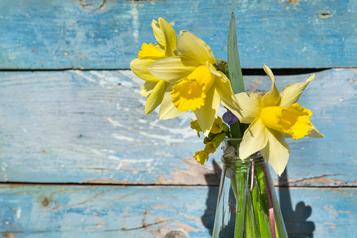 Beautiful spring composition with daffodil flowers in vase on blue  background