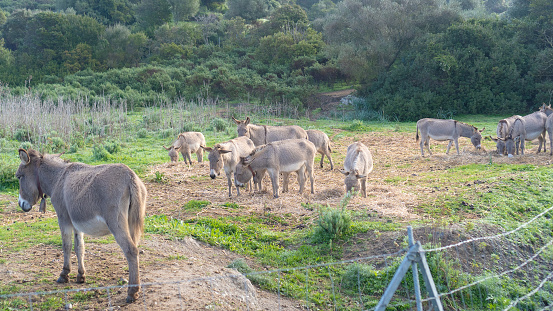 Donkeys with a laughing expression in a corral. A group of donkeys behind a metal fence, one of them with its mouth open showing its teeth.