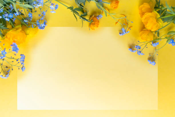 Yellow background with spring delicate flowers and text frame. Copy space, space for text, template, mocap.