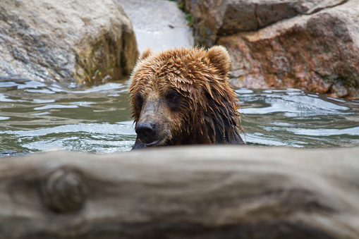 Grizzly Bear cub in water