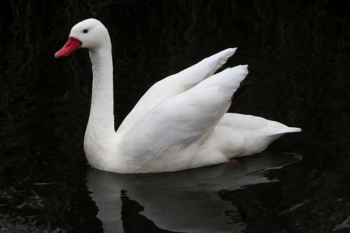 A view of a Coscoroba Swan at Martin Mere Nature Reserve