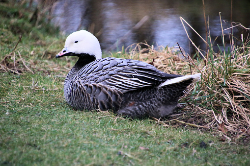 A view of an Emporer Goose  at Martin Mere Nature Reserve