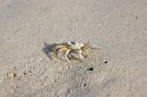 The image shows a small crab standing on sand. The crab is light in color, blending well with the sandy beach environment around it. The sand appears fine and granulated with some small pebbles or debris scattered around. The setting suggests a close-up view at ground level, capturing the details of the crab's body, legs, and claws. The lighting is bright, indicating it might be daylight, and the focus is sharp on the crab, making it the clear subject of the picture.