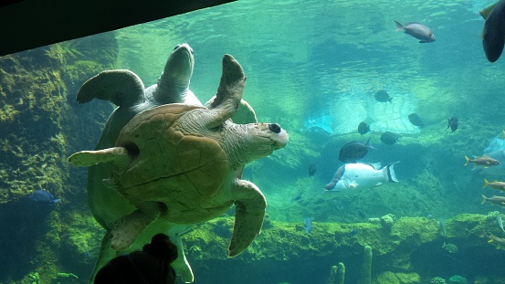 The picture shows an underwater scene, taken from what appears to be an aquarium observation area. The main subject is a large sea turtle, swimming near the glass with its four flippers outstretched, revealing the intricate pattern of its shell. The turtle's head is turned slightly towards the camera, showing off its calm, majestic face with a hint of a smile. In the background, there is a variety of marine life, including different species of fish, moving through the water. The fish populate the midground and background amongst rocky features and aquatic plants, creating a lively aquatic environment. The lighting in the picture is natural and serene, possibly filtered through water from above, lending an immersive and peaceful quality to the scene.