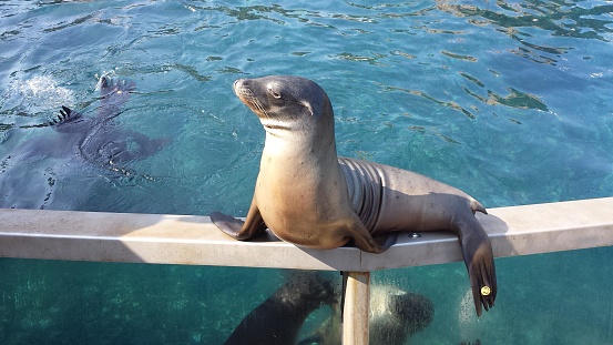 This is an image showing a sea lion resting on the edge of what appears to be a pool or an enclosure with water that is likely part of a marine park or aquarium. The sea lion is positioned on its belly with its front flippers resting on the edge and its back flippers hanging down into the pool. It has a smooth, sleek body with a light brownish-gray color. The sea lion is looking towards the right with a calm and composed demeanor. Behind the sea lion, we can see the water is glistening in the sunlight and another sea lion is swimming underwater, visible through the clear blue water. The environment suggests a peaceful and controlled setting, providing the sea lions with a habitat for rest and play.