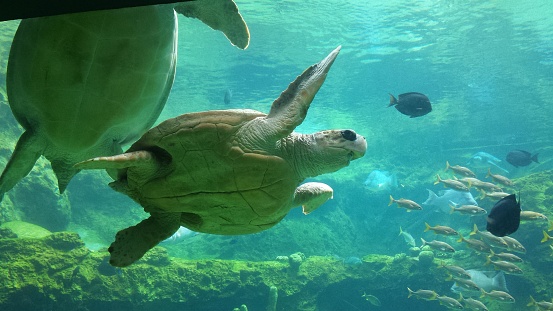 This is an underwater picture taken from inside an aquarium. In the foreground, there is a large sea turtle swimming. It has a patterned shell, flipper-like limbs, and is captured mid-motion, possibly gliding through the water. The turtle is accompanied by several smaller fish in the background, showcasing rich aquatic biodiversity. The sea bed appears to be covered with algae or aquatic plants, and the water is clear, suggesting a clean and healthy environment. Sunlight seems to be filtering through the water, illuminating the vibrant aquatic life. The overall atmosphere of the picture is serene and natural.