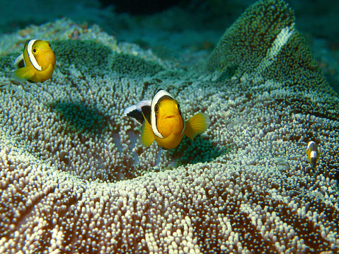 Anemonefish – curious and brave. The underwater pic shows a Saddleback clownfish (Amphiprion polymnus) who was very amazed at the large diver and photographer in front of him. I took this underwater motif in Raja Ampat, West Papua, Indonesia. Island of Fam, coral reef at the dive spot Fam Slove.