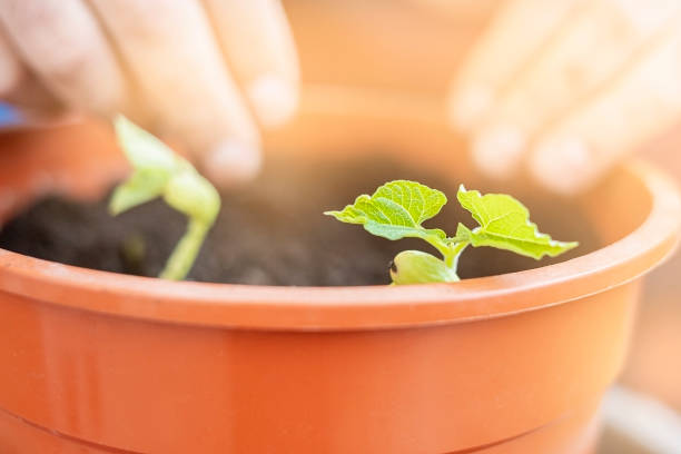 istock Hand planting young plant in a big pot. Lifestyle 1998068346